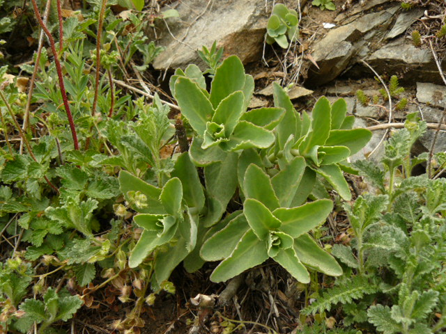 Hylotelephium maximum ?